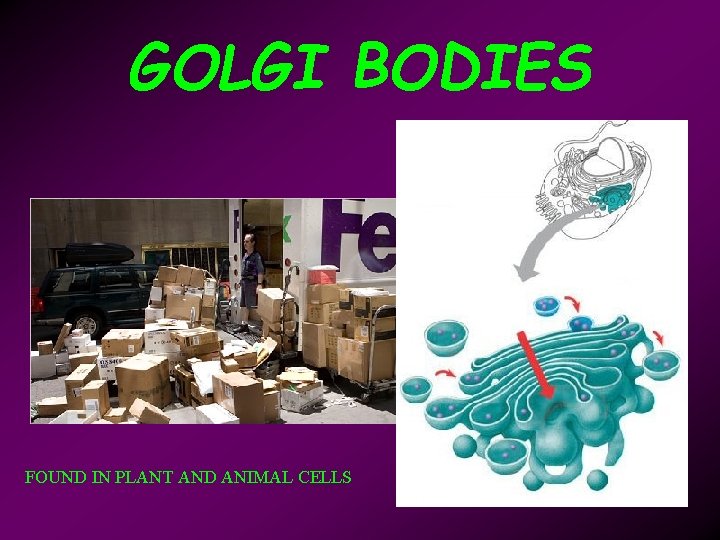 GOLGI BODIES FOUND IN PLANT AND ANIMAL CELLS 