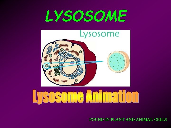 LYSOSOME FOUND IN PLANT AND ANIMAL CELLS 