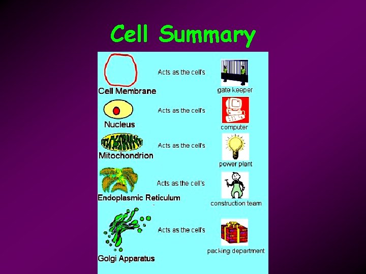 Cell Summary 