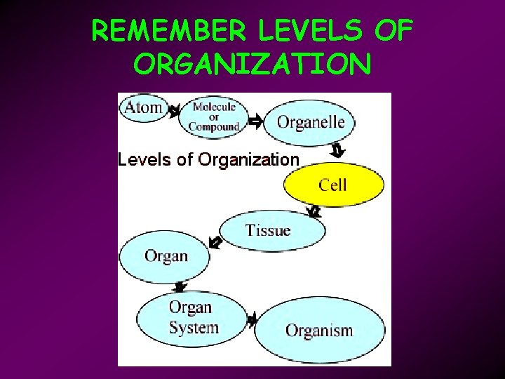 REMEMBER LEVELS OF ORGANIZATION 