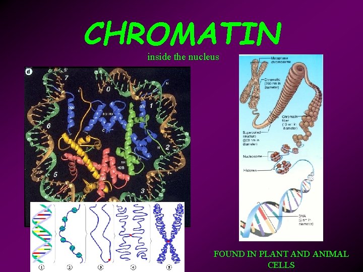 CHROMATIN inside the nucleus FOUND IN PLANT AND ANIMAL CELLS 