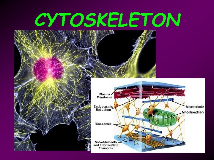 CYTOSKELETON 