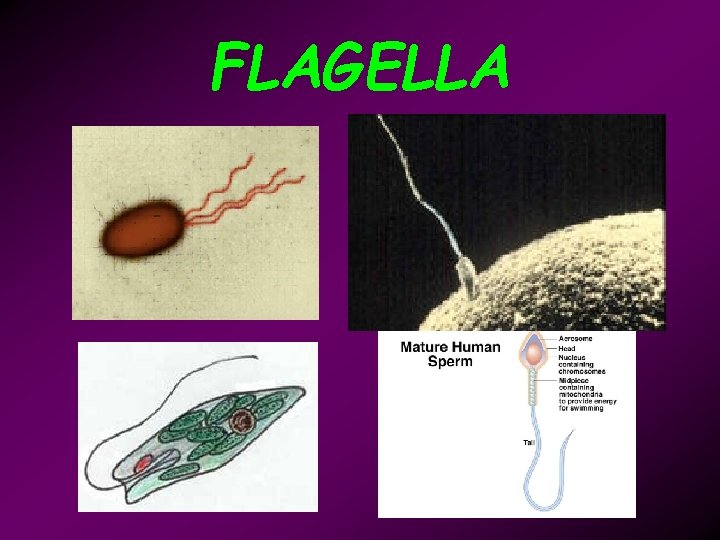 FLAGELLA 