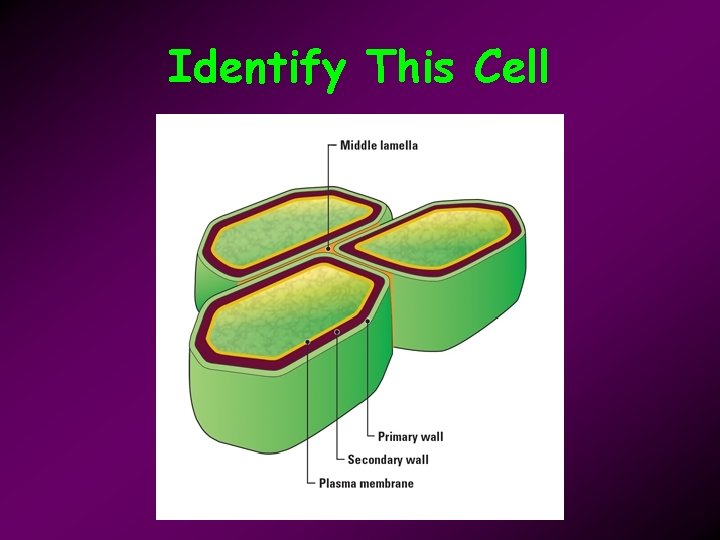 Identify This Cell 