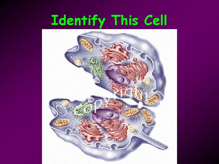 Identify This Cell 