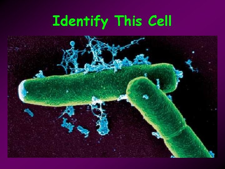 Identify This Cell 