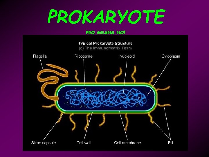 PROKARYOTE PRO MEANS NO! 