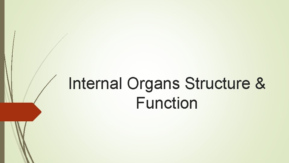 Internal Organs Structure & Function 