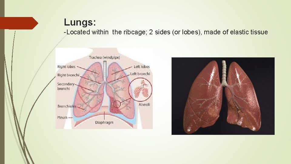 Lungs: -Located within the ribcage; 2 sides (or lobes), made of elastic tissue 