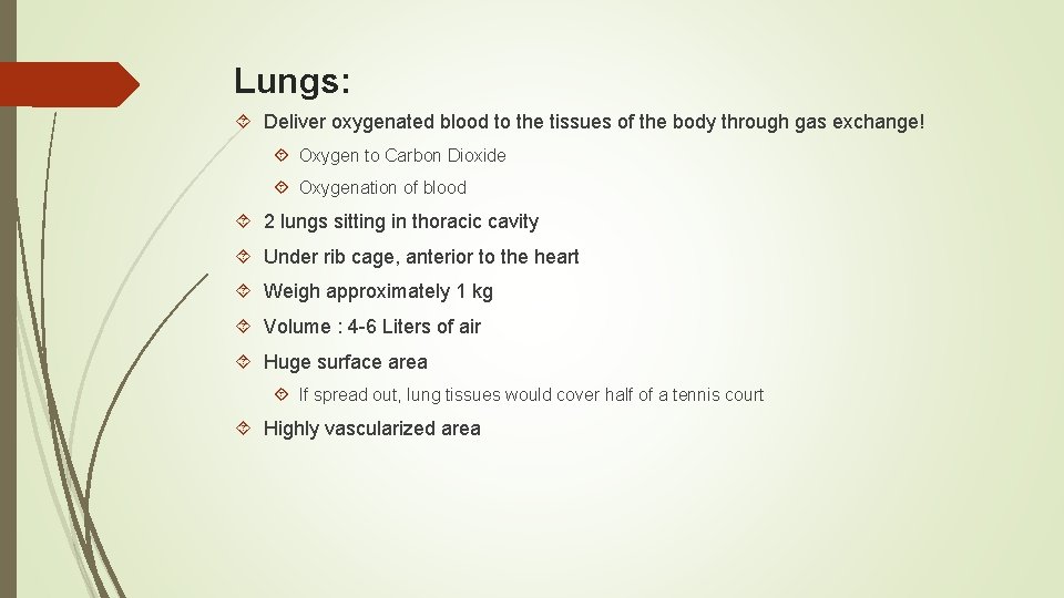Lungs: Deliver oxygenated blood to the tissues of the body through gas exchange! Oxygen