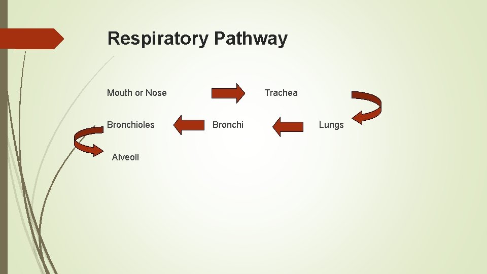 Respiratory Pathway Mouth or Nose Bronchioles Alveoli Trachea Bronchi Lungs 