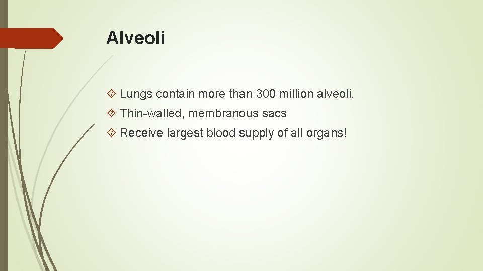 Alveoli Lungs contain more than 300 million alveoli. Thin-walled, membranous sacs Receive largest blood