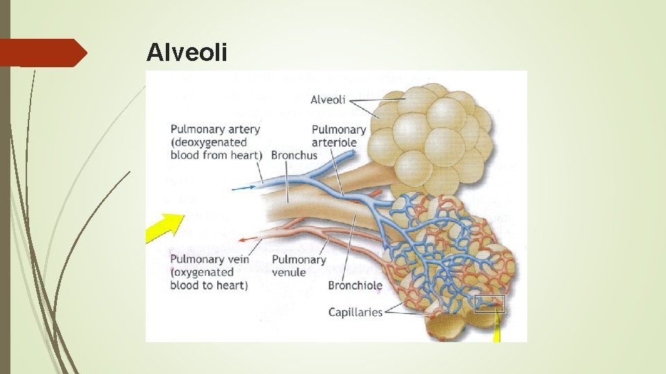 Alveoli 