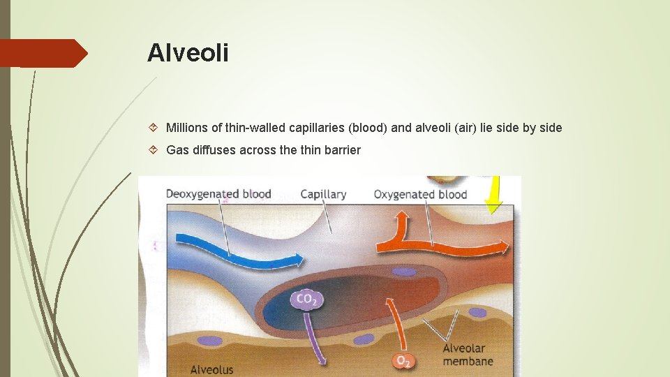 Alveoli Millions of thin-walled capillaries (blood) and alveoli (air) lie side by side Gas