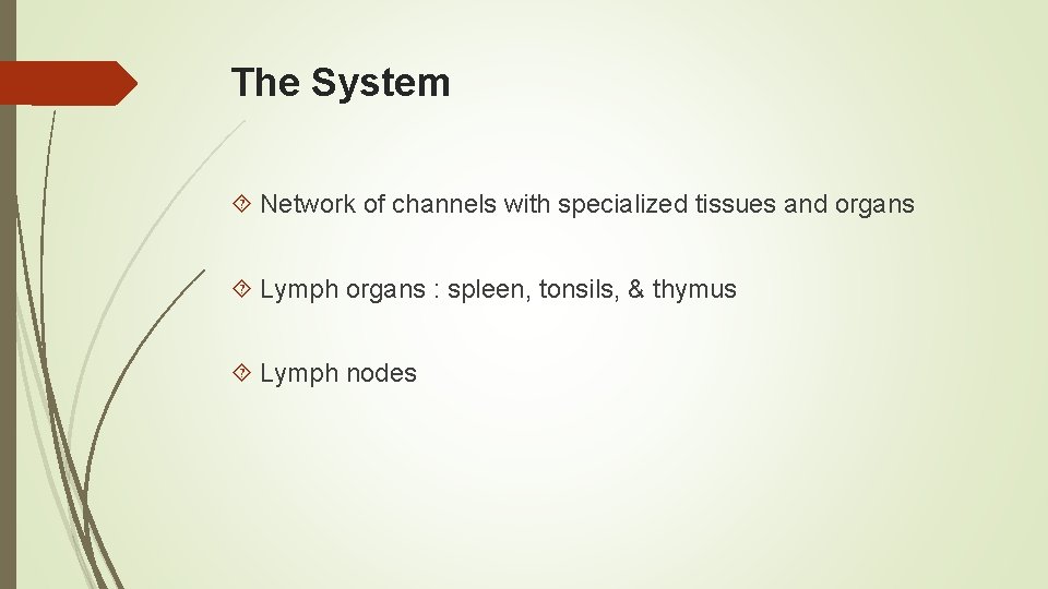 The System Network of channels with specialized tissues and organs Lymph organs : spleen,