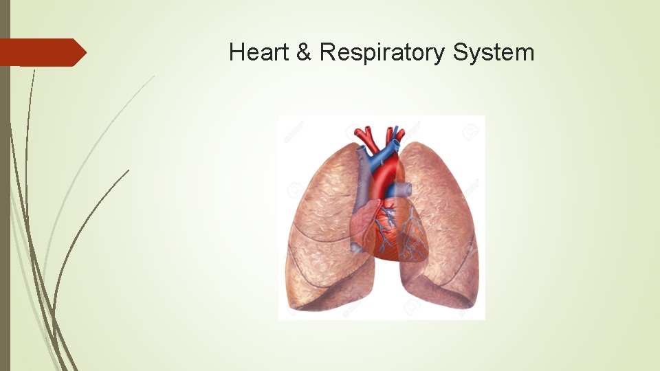Heart & Respiratory System 