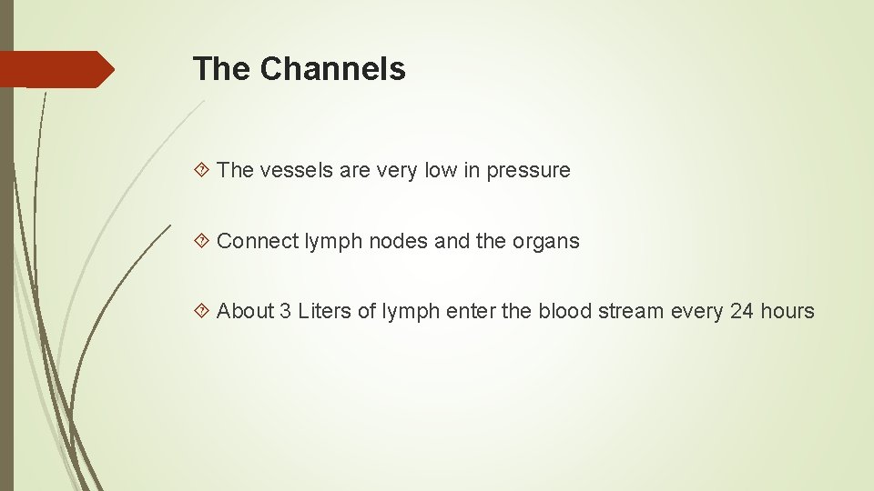 The Channels The vessels are very low in pressure Connect lymph nodes and the