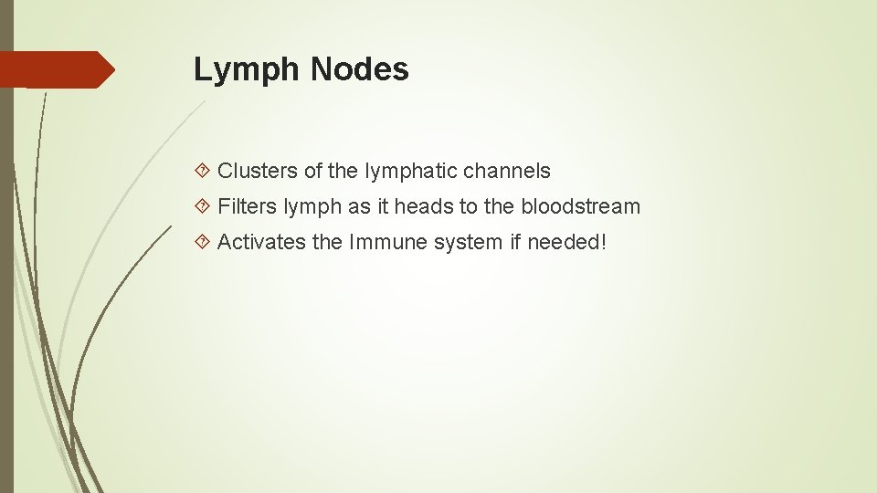 Lymph Nodes Clusters of the lymphatic channels Filters lymph as it heads to the