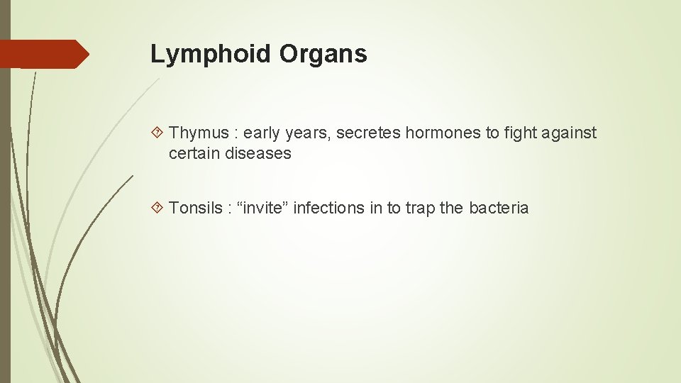 Lymphoid Organs Thymus : early years, secretes hormones to fight against certain diseases Tonsils