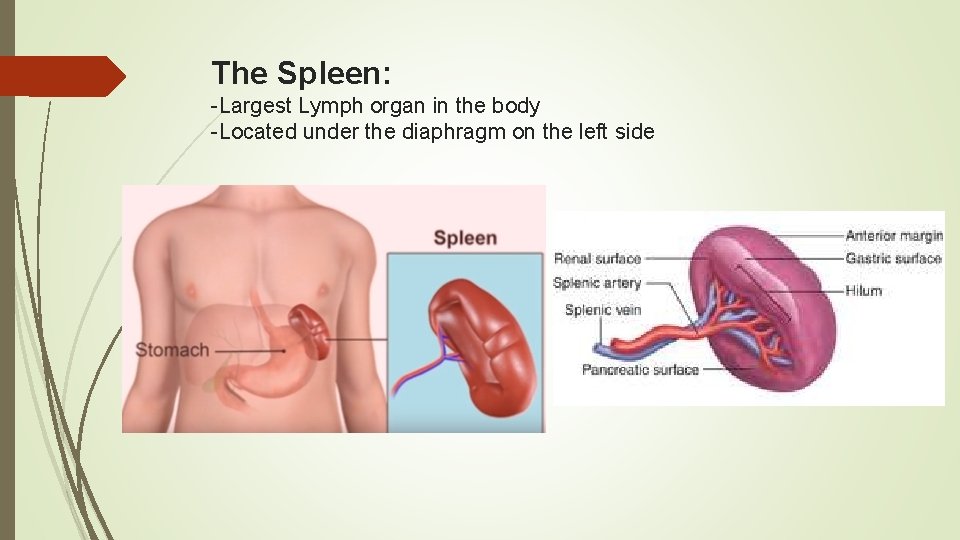 The Spleen: -Largest Lymph organ in the body -Located under the diaphragm on the