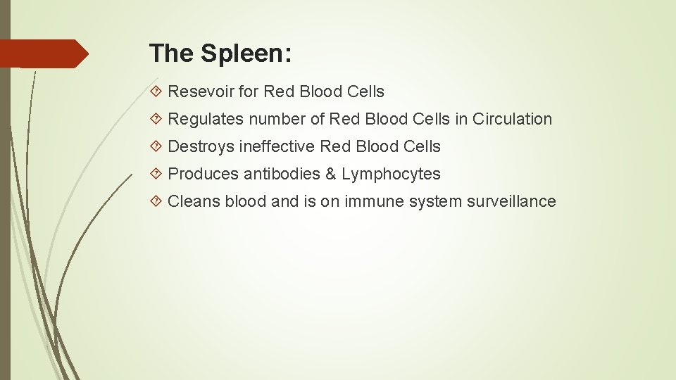 The Spleen: Resevoir for Red Blood Cells Regulates number of Red Blood Cells in