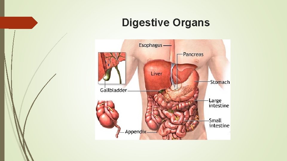 Digestive Organs 