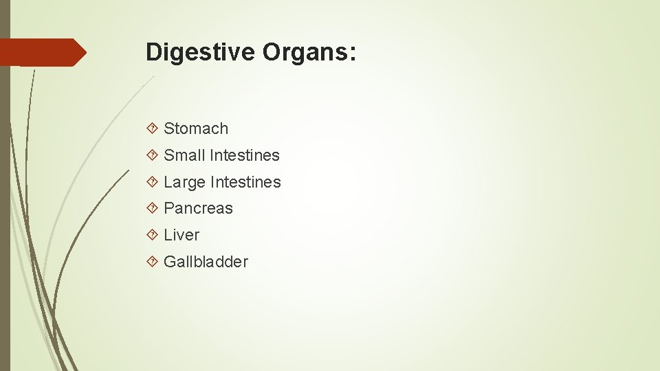 Digestive Organs: Stomach Small Intestines Large Intestines Pancreas Liver Gallbladder 