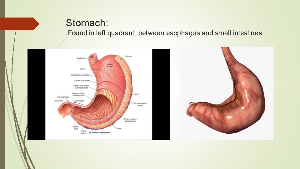 Stomach: -Found in left quadrant, between esophagus and small intestines 