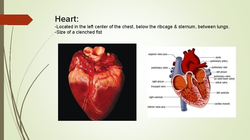 Heart: -Located in the left center of the chest, below the ribcage & sternum,