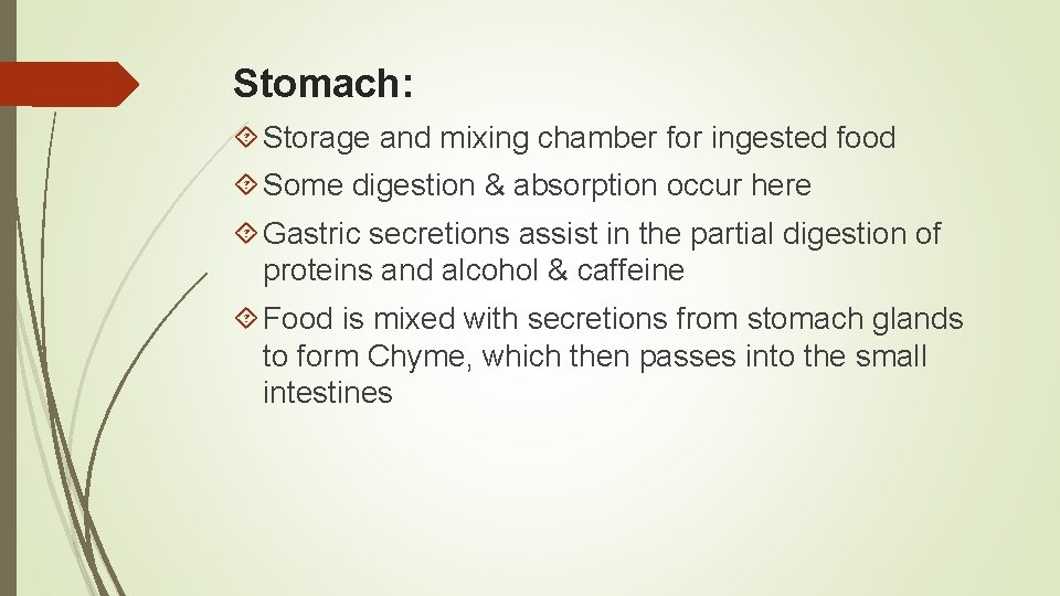 Stomach: Storage and mixing chamber for ingested food Some digestion & absorption occur here