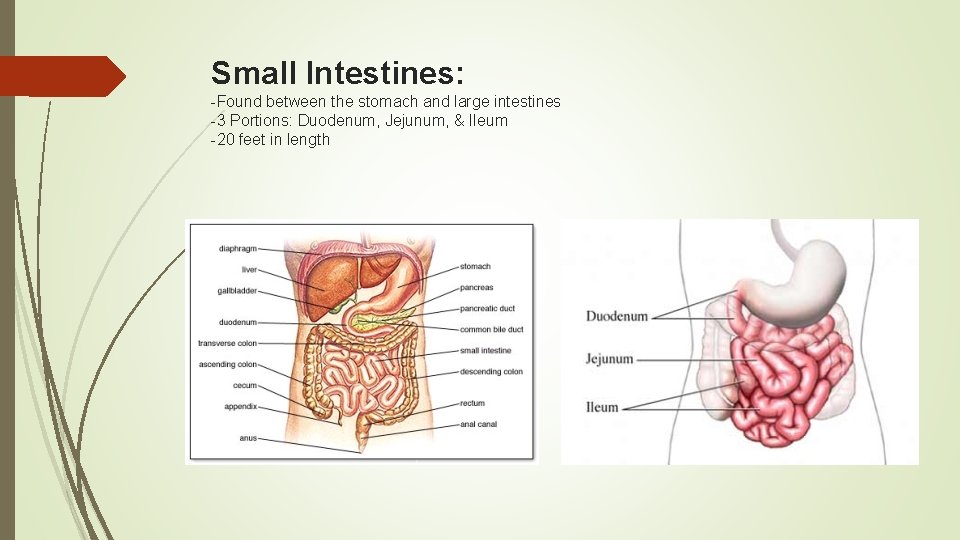 Small Intestines: -Found between the stomach and large intestines -3 Portions: Duodenum, Jejunum, &