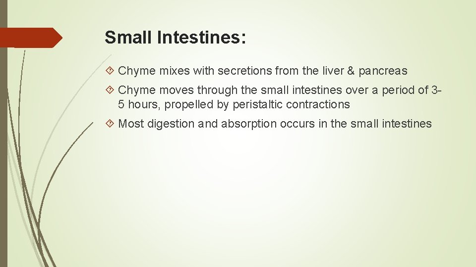 Small Intestines: Chyme mixes with secretions from the liver & pancreas Chyme moves through