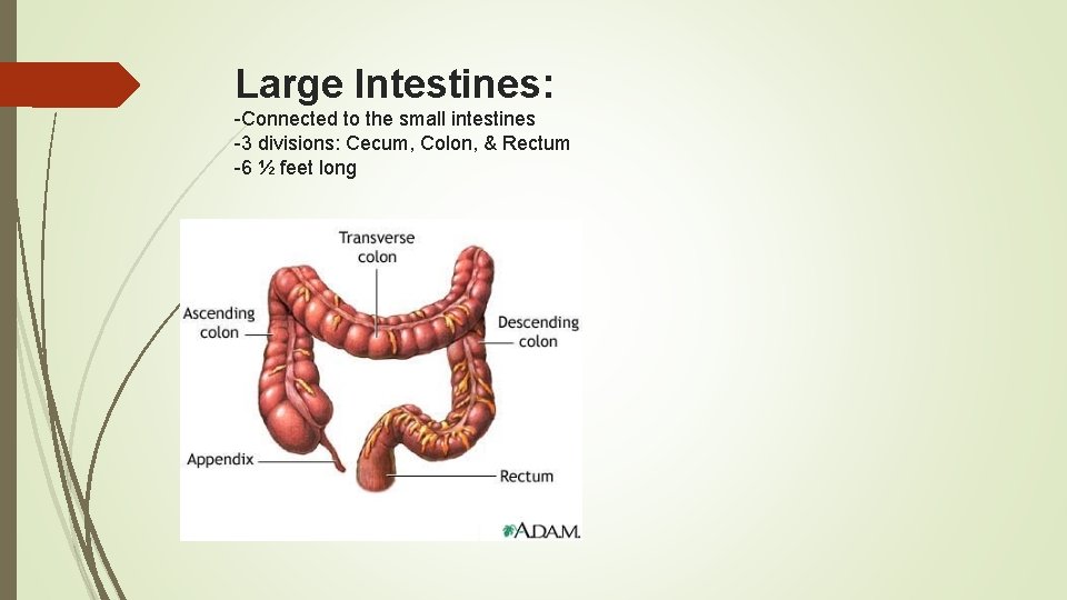 Large Intestines: -Connected to the small intestines -3 divisions: Cecum, Colon, & Rectum -6