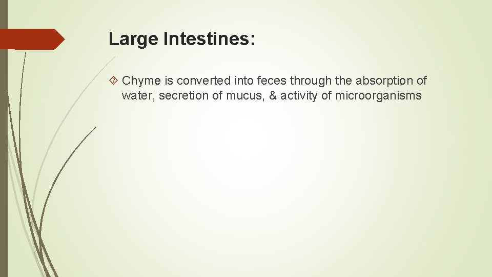 Large Intestines: Chyme is converted into feces through the absorption of water, secretion of