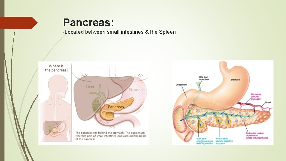 Pancreas: -Located between small intestines & the Spleen 