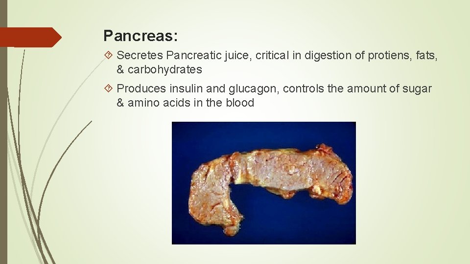 Pancreas: Secretes Pancreatic juice, critical in digestion of protiens, fats, & carbohydrates Produces insulin