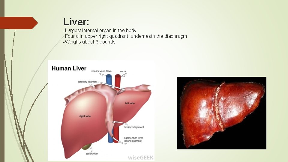 Liver: -Largest internal organ in the body -Found in upper right quadrant, underneath the