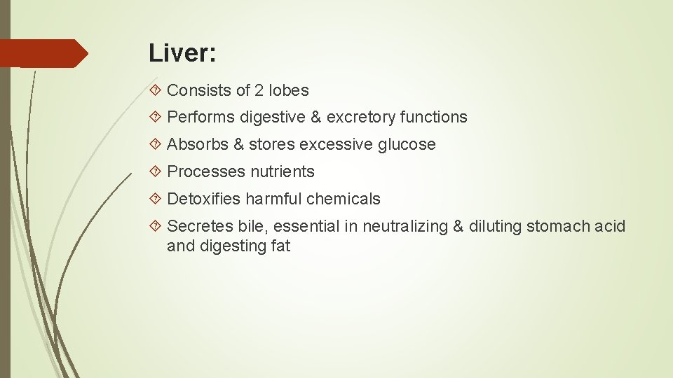 Liver: Consists of 2 lobes Performs digestive & excretory functions Absorbs & stores excessive