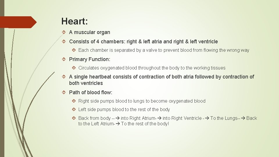 Heart: A muscular organ Consists of 4 chambers: right & left atria and right