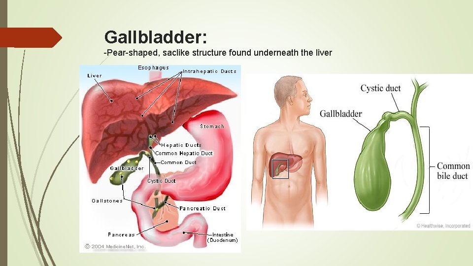 Gallbladder: -Pear-shaped, saclike structure found underneath the liver 