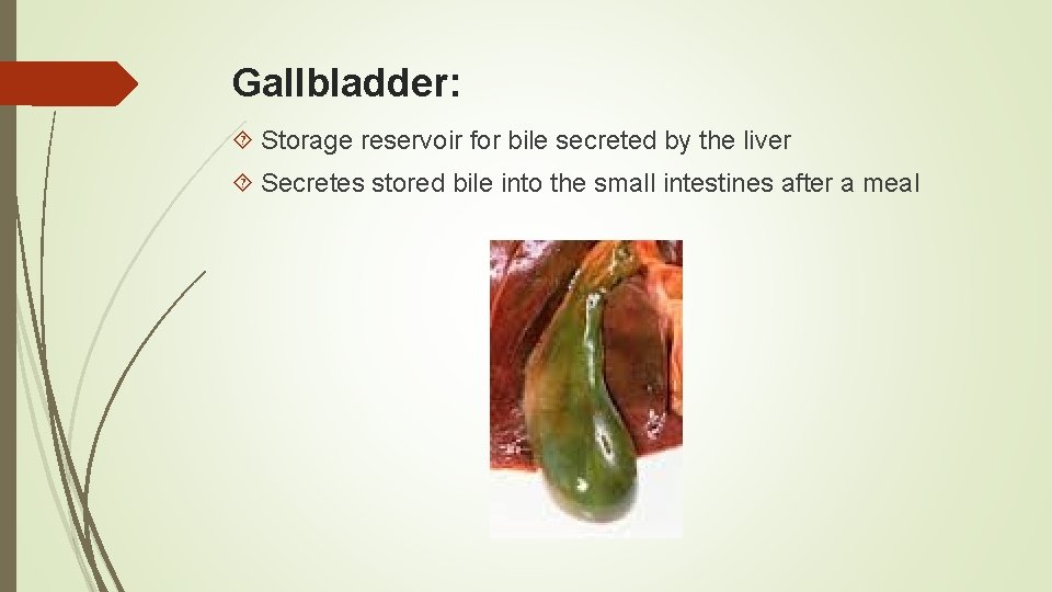 Gallbladder: Storage reservoir for bile secreted by the liver Secretes stored bile into the