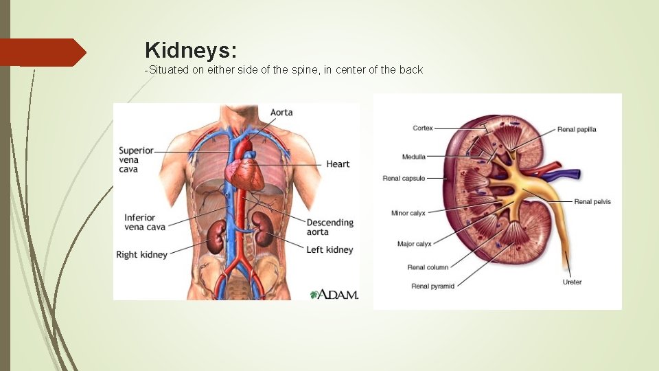 Kidneys: -Situated on either side of the spine, in center of the back 