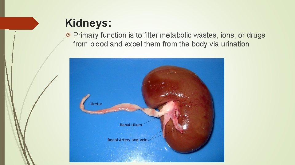 Kidneys: Primary function is to filter metabolic wastes, ions, or drugs from blood and