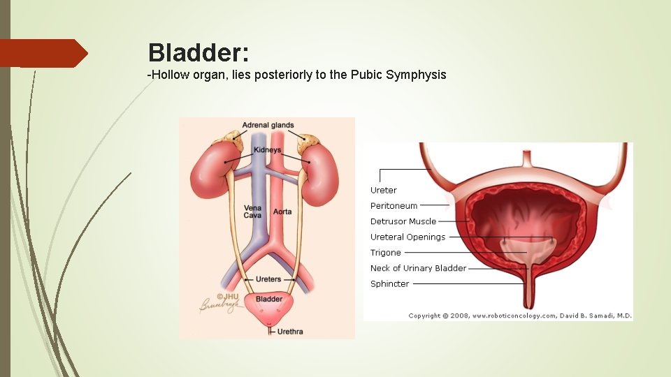 Bladder: -Hollow organ, lies posteriorly to the Pubic Symphysis 