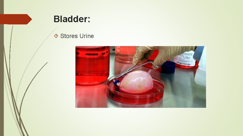 Bladder: Stores Urine 