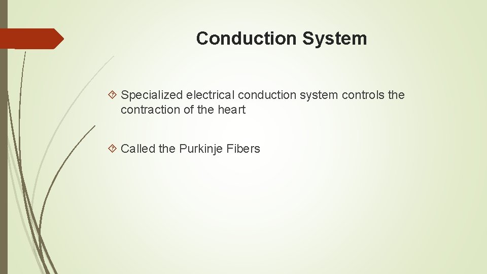 Conduction System Specialized electrical conduction system controls the contraction of the heart Called the