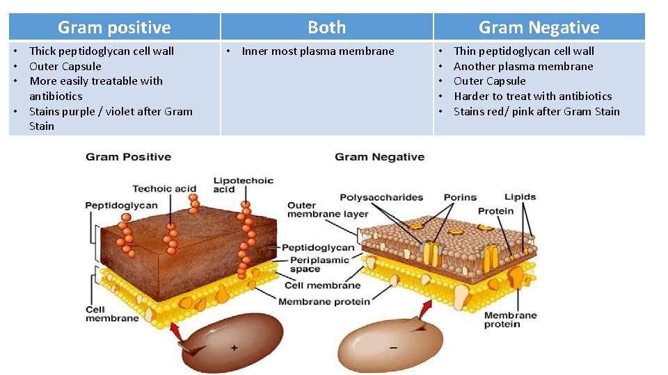 Gram positive • Thick peptidoglycan cell wall • Outer Capsule • More easily treatable