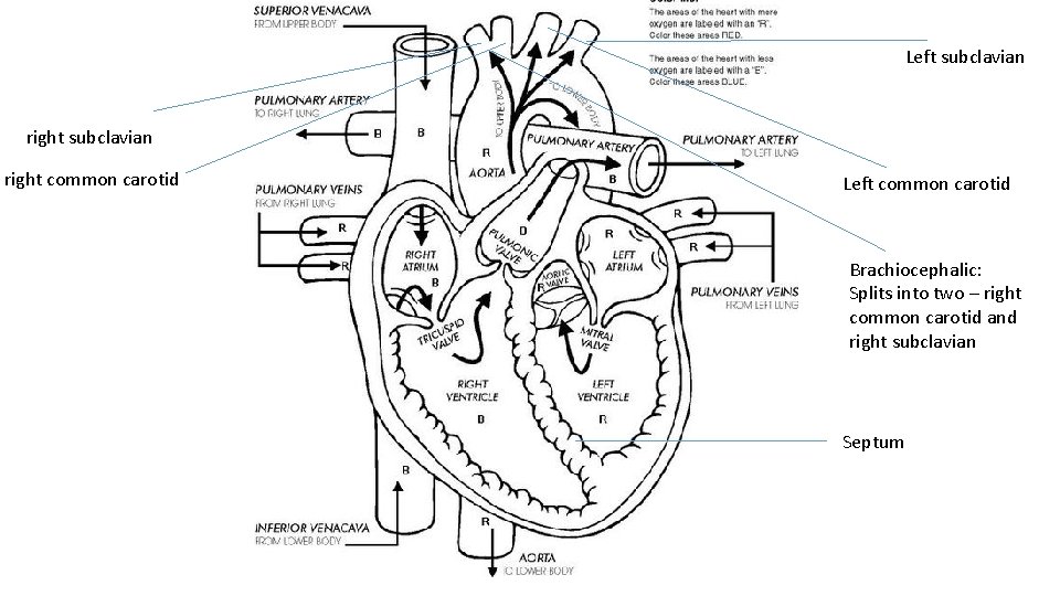 Left subclavian right common carotid Left common carotid Brachiocephalic: Splits into two – right