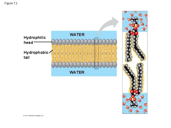 Figure 7. 2 Hydrophilic head WATER Hydrophobic tail WATER 