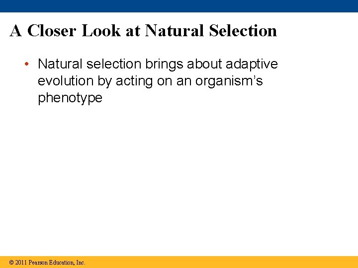 A Closer Look at Natural Selection • Natural selection brings about adaptive evolution by A Closer Look at Natural Selection • Natural selection brings about adaptive evolution by